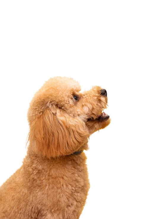 PSD gratuito vista de adorable perro mascota