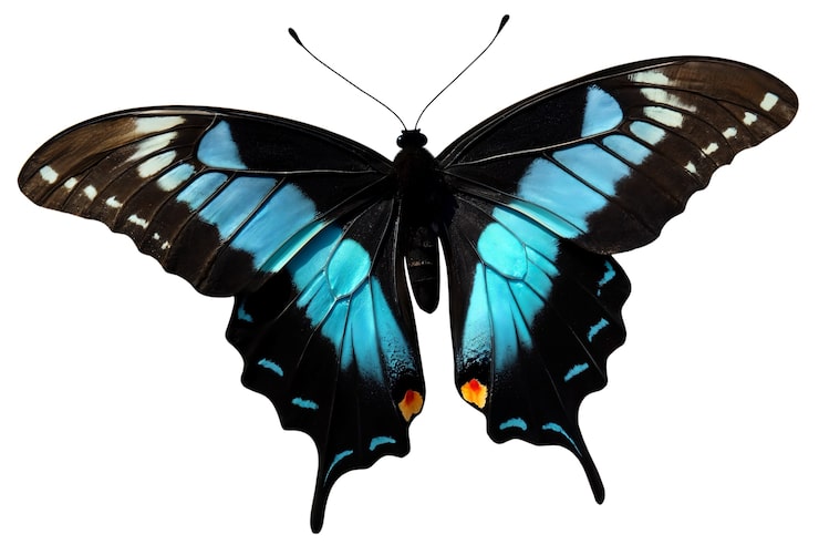 PSD gratuito vista de arriba sobre la mariposa aislada