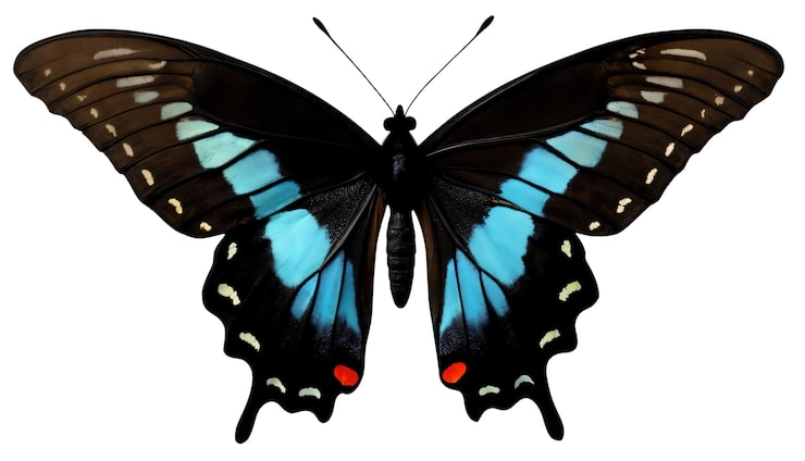 PSD gratuito vista de arriba sobre la mariposa aislada