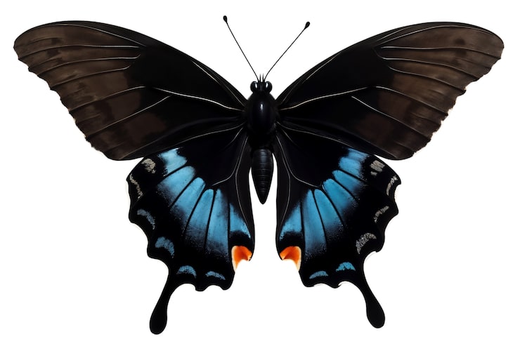 PSD gratuito vista de arriba sobre la mariposa aislada