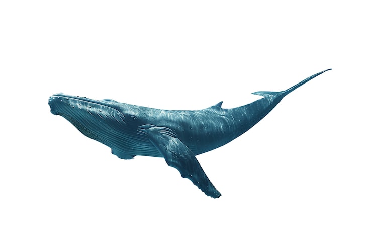PSD gratuito vista de la ballena acuática