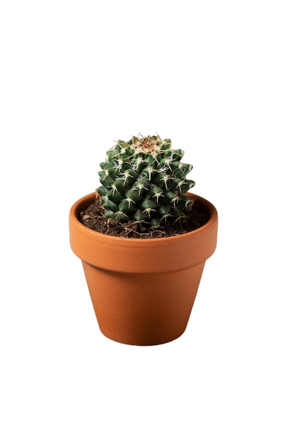 PSD gratuito vista de una planta de cactus en una olla