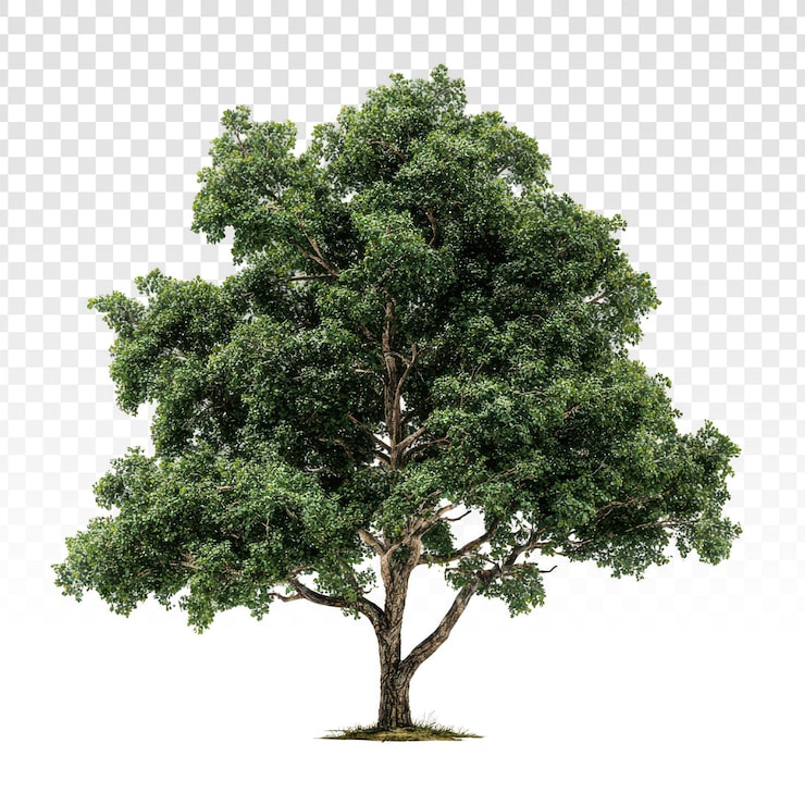 PSD gratuit arbre vert luxuriant avec un feuillage dense sur fond transparent
