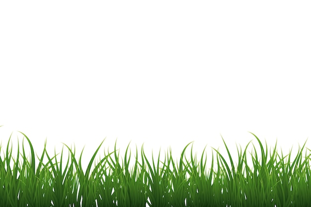 PSD gratuit bordure d'herbe isolée