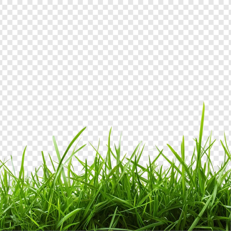 PSD gratuit l'herbe verte vibrante borde les natures la texture luxuriante parfaite pour les éléments de conception