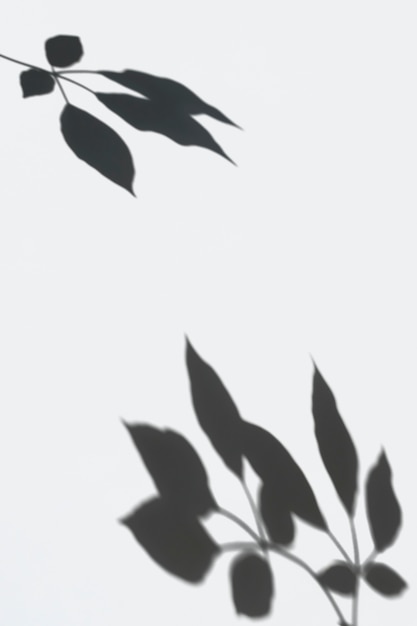 PSD gratuit l'ombre des feuilles sur un mur blanc