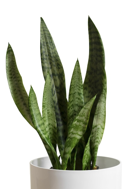 PSD gratuit plante d'intérieur isolée