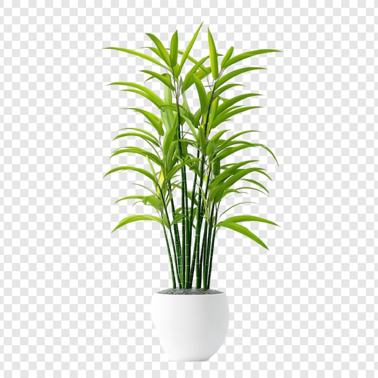 PSD grátis dracaena verde exuberante em elegante vaso branco uma vegetação interior perfeita