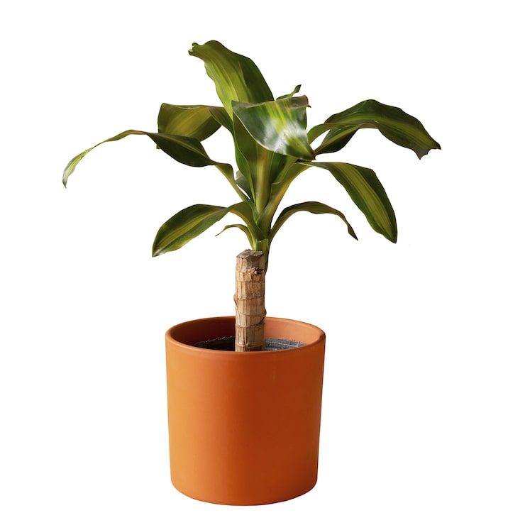 PSD grátis plantas de interior isoladas