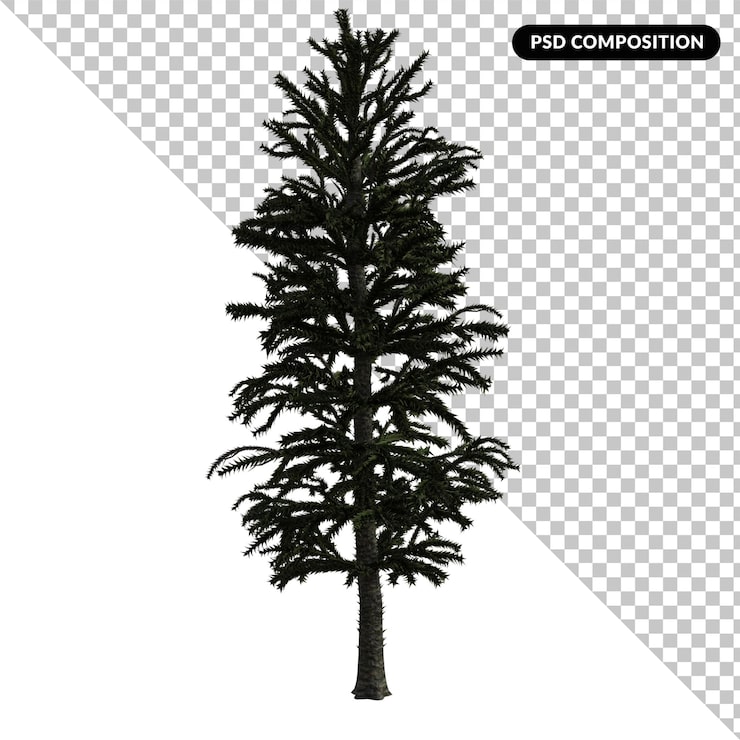 PSD albero di cycas isolato 3d