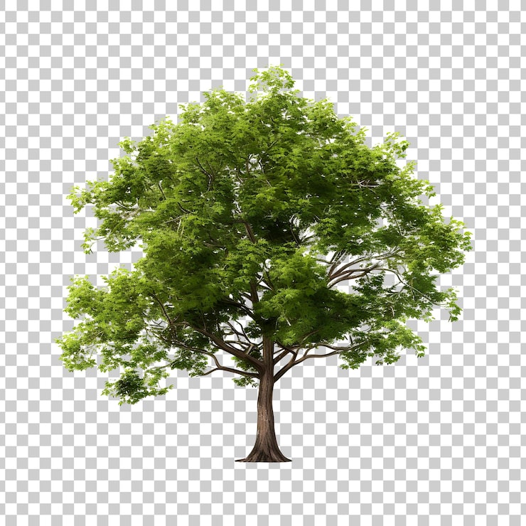 PSD un arbre avec des feuilles vertes sur un fond transparent
