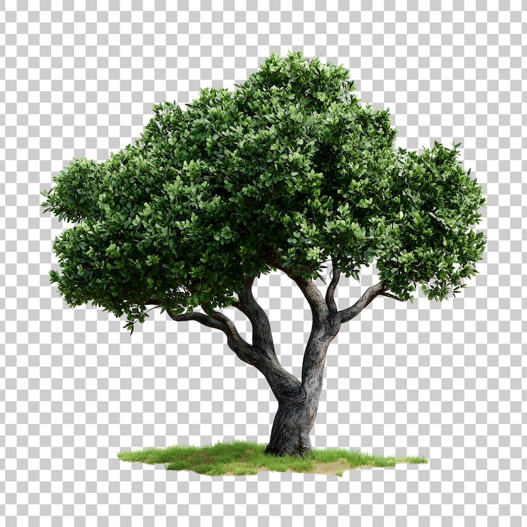 PSD un arbre avec des feuilles vertes sur un fond transparent