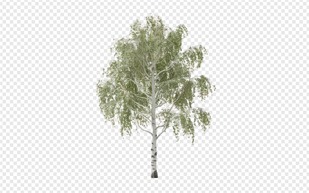 PSD arbre sur un fond transparent
