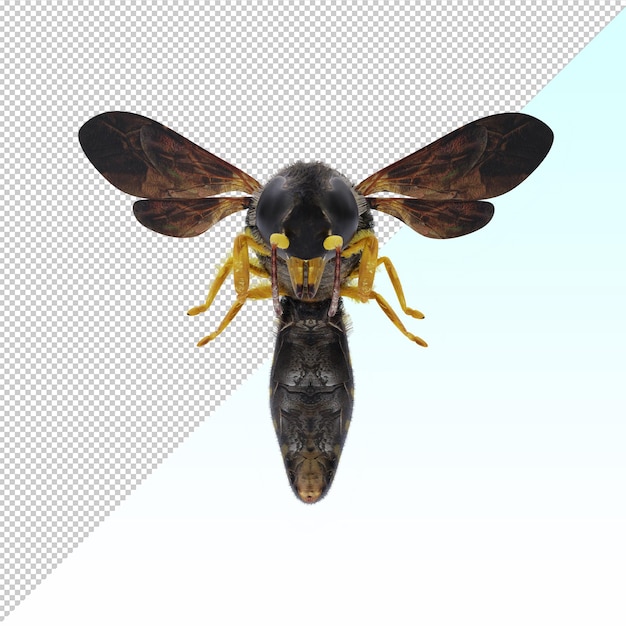 PSD avispa aislada