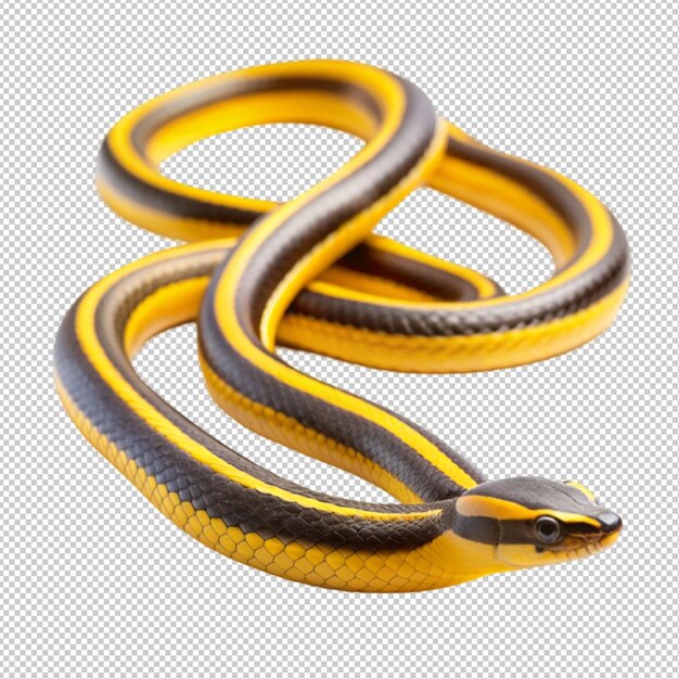 PSD ballon python femelle