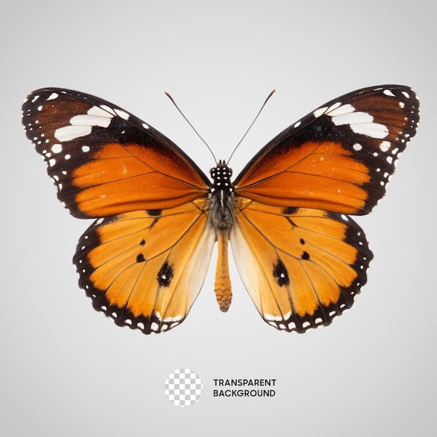 PSD borboleta monarca