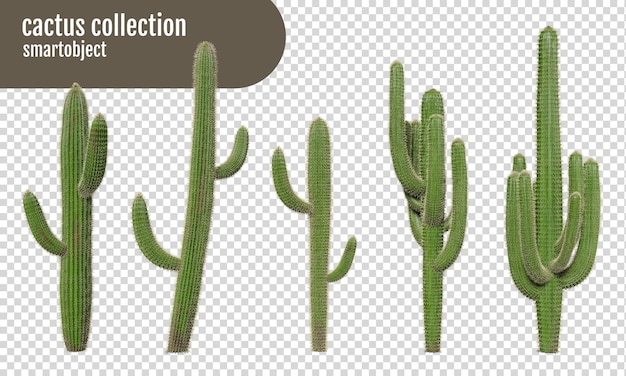 PSD cactus sur un fond transparent