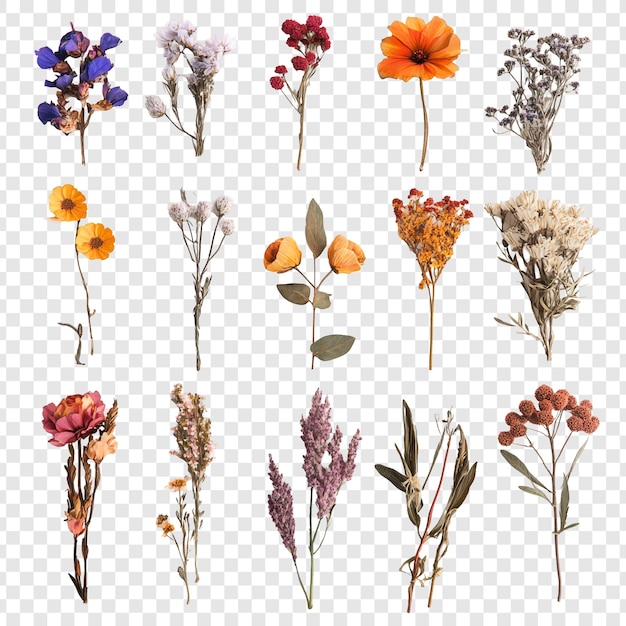 PSD coleção de flores secas