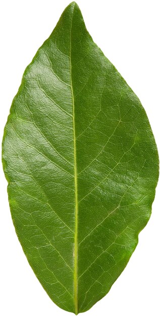 PSD coupure de feuille de baie