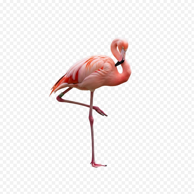 PSD elegante flamingo rosa de pé em uma perna