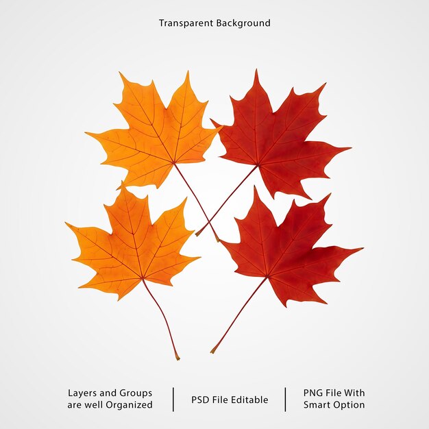 PSD ensemble d'éléments feuilles d'érable