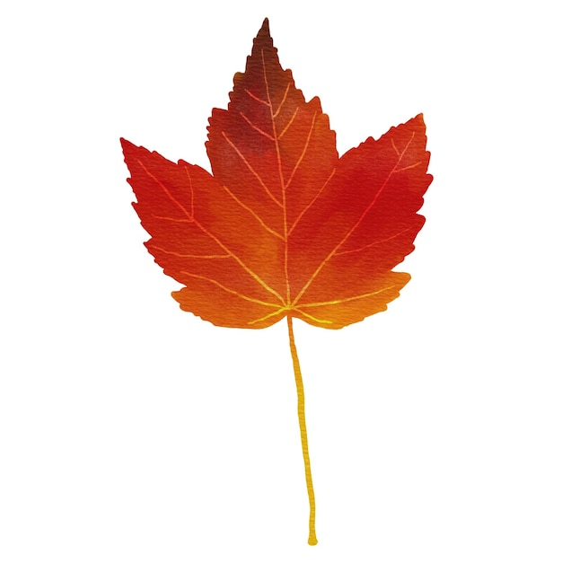 PSD érable rouge