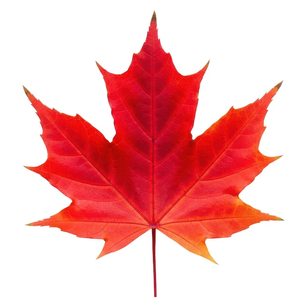 PSD feuille d'érable rouge éclatante isolée sur blanc