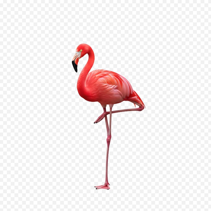 PSD flamingo rosa apoiado numa perna isolado em fundo transparente