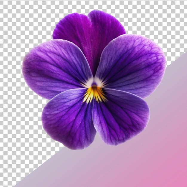 PSD flor violeta