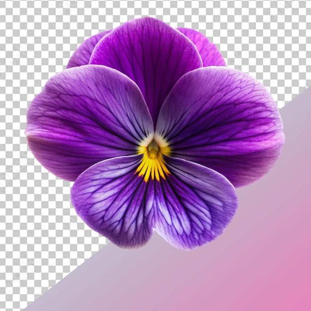 PSD flor violeta