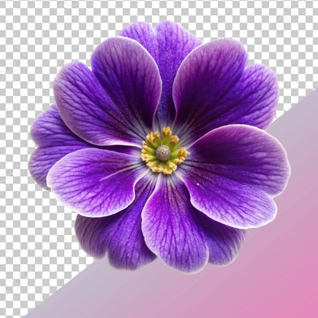 PSD flor violeta
