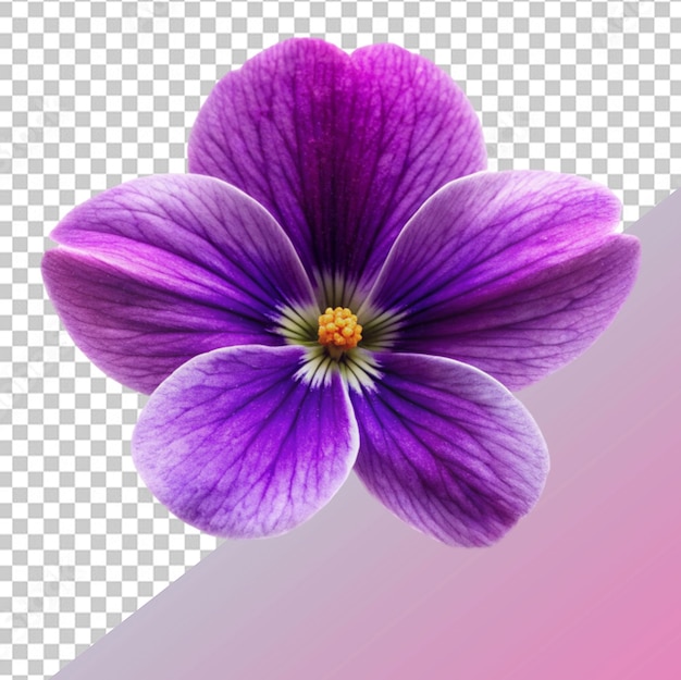 PSD flor violeta
