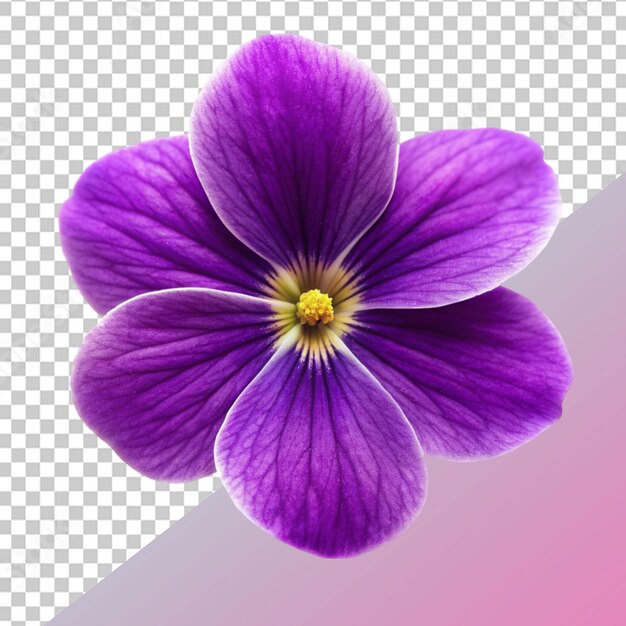 PSD flor violeta