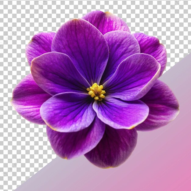 PSD flor violeta