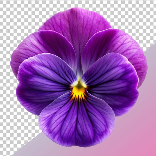 PSD flor violeta
