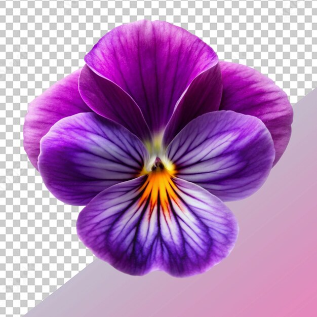 PSD flor violeta