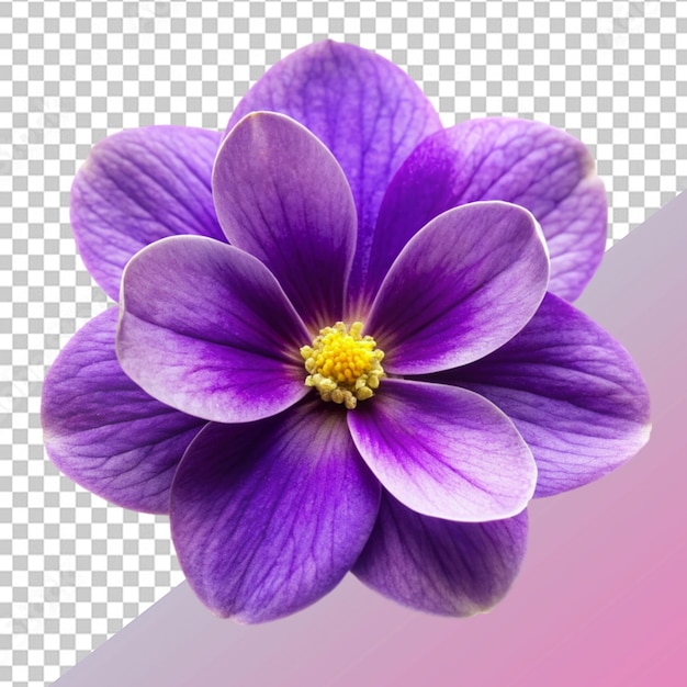 PSD flor violeta