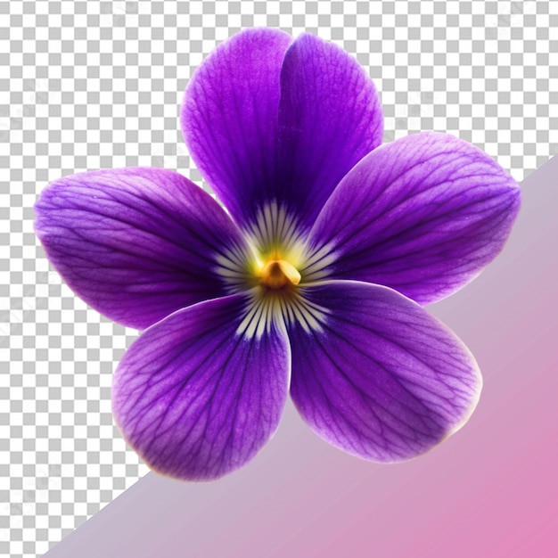 PSD flor violeta