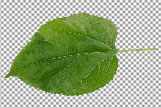 PSD folhas de morango isoladas sobre um fundo transparente