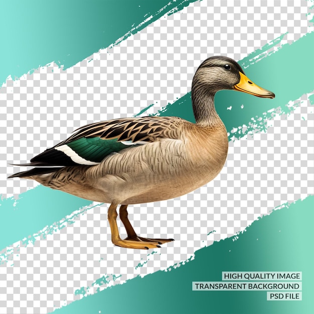 PSD fundo transparente png