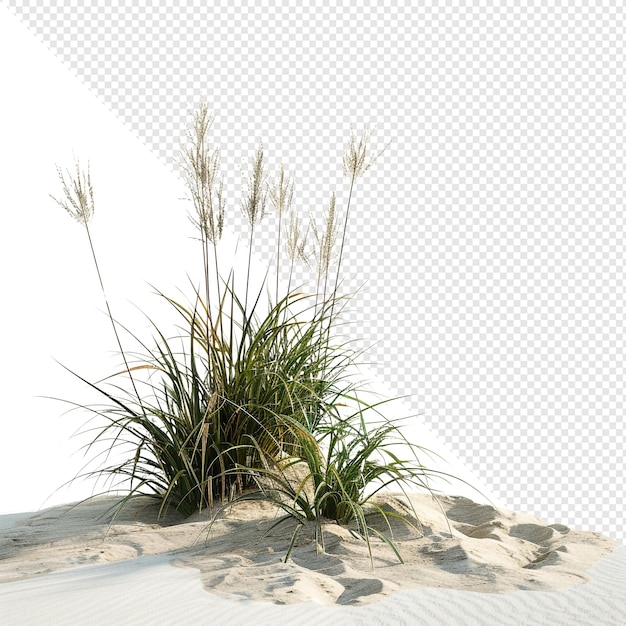 PSD gras am strand im sand