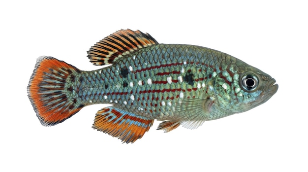PSD killifish nothobranchius colorato isolato