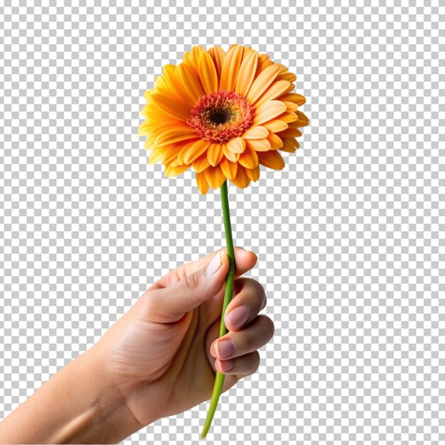 PSD manos sosteniendo una flor