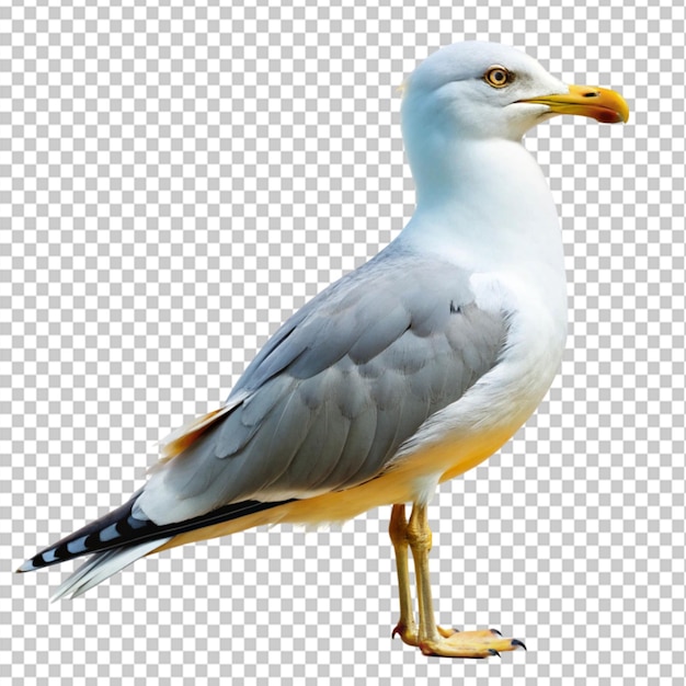 PSD möwe auf durchsichtigem hintergrund