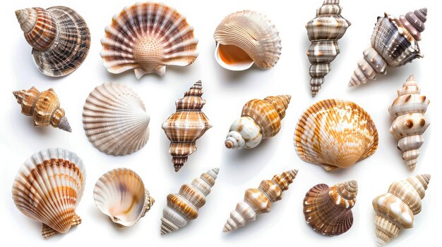 PSD muscheln elemente-set