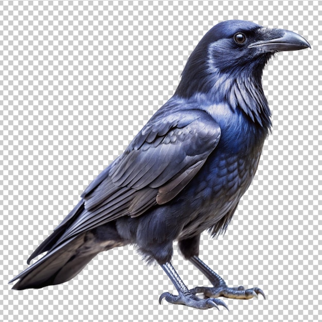 PSD les oiseaux corbeaux