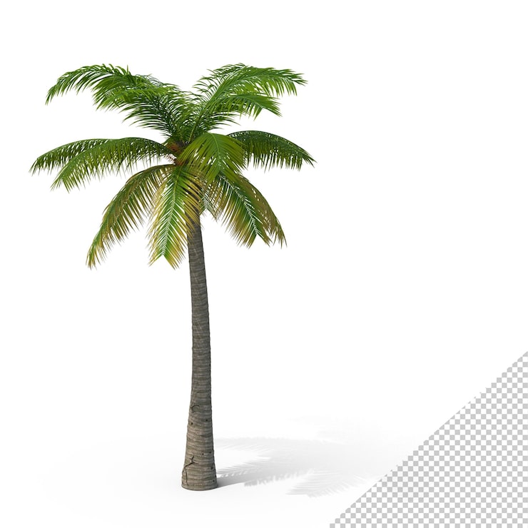 PSD palmera png