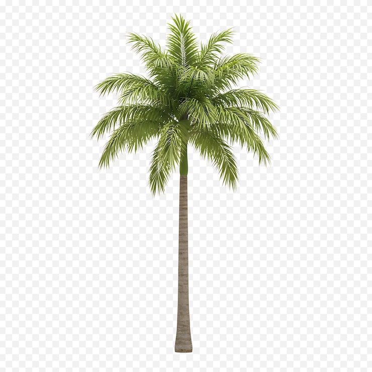 PSD palmera tropical aislada con hojas verdes