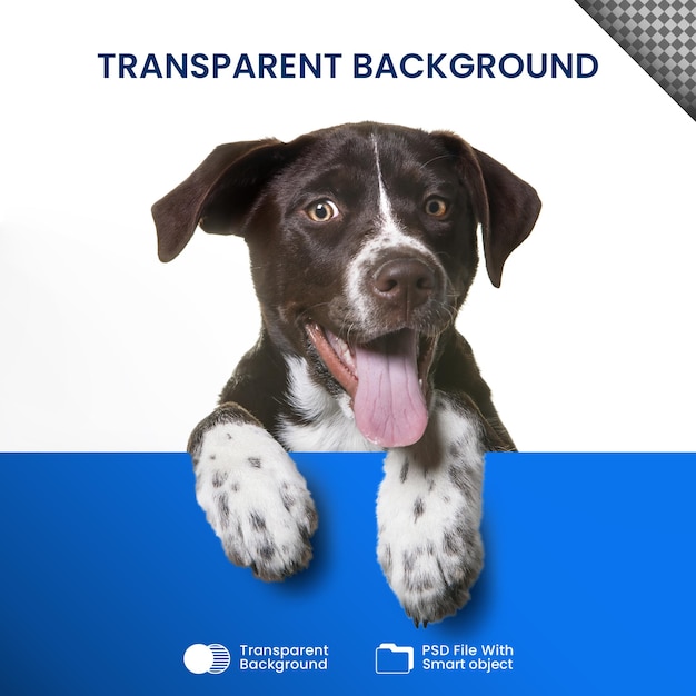 PSD perro transparente
