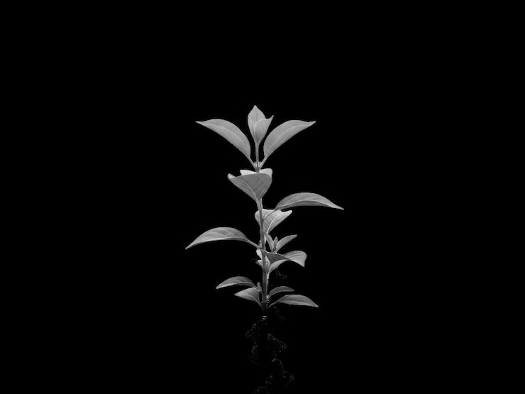 PSD planta aislada sobre fondo negro